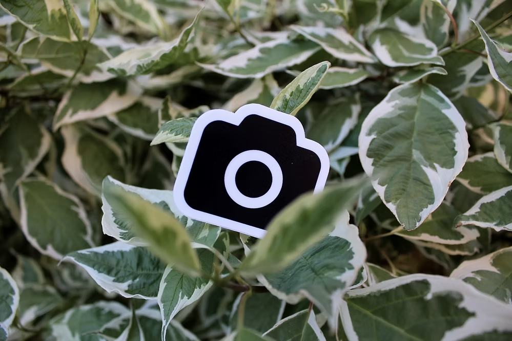 Black camera icon sticker placed on green and white leaves.