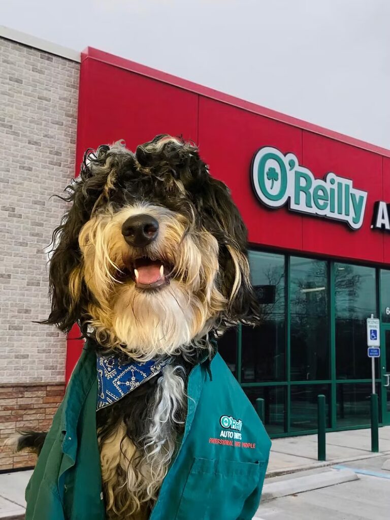 Dog dressed in an O’Reilly Auto Parts uniform standing outside the store.
