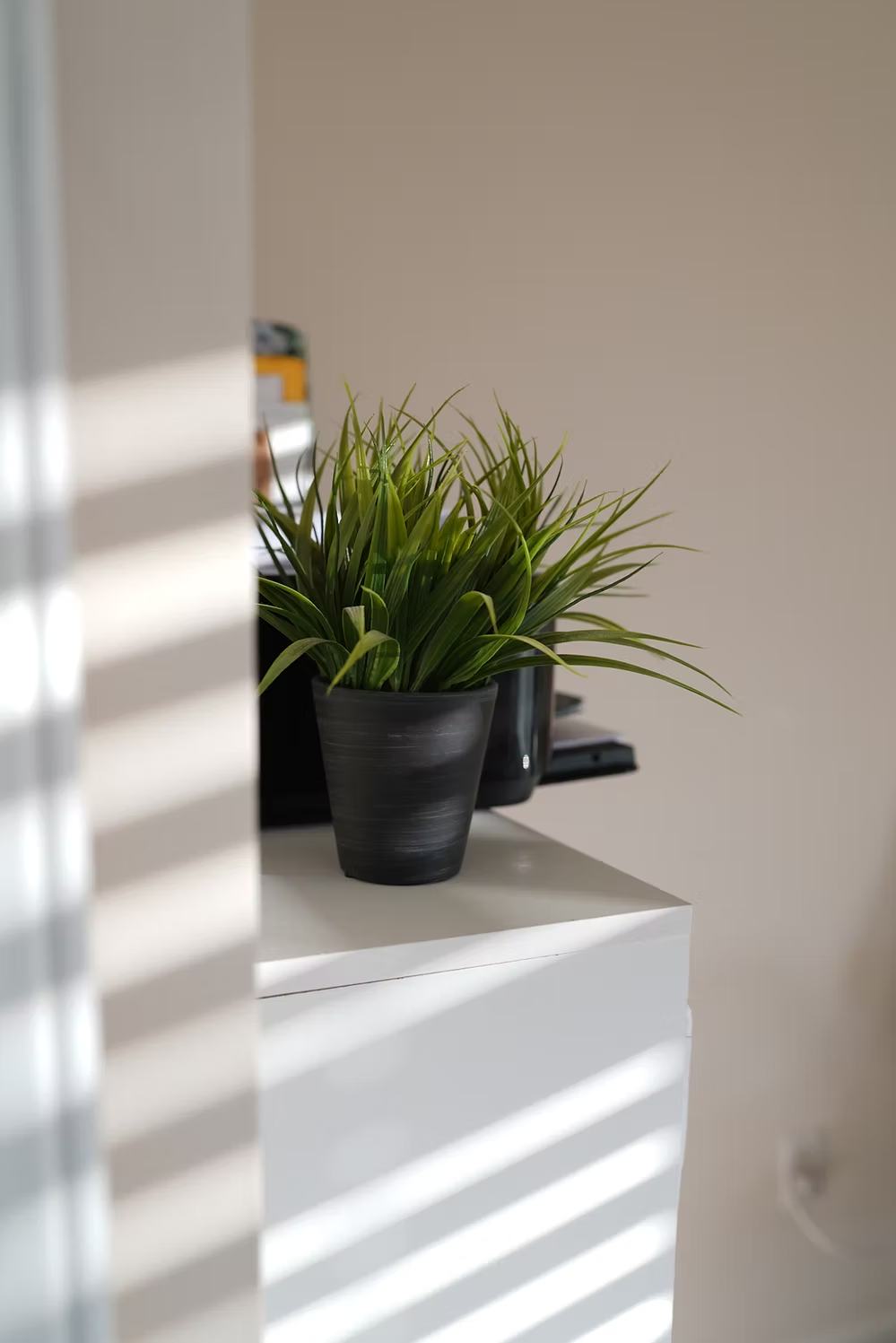 Small black plant pot with vibrant green leaves placed on a minimalist white cabinet.