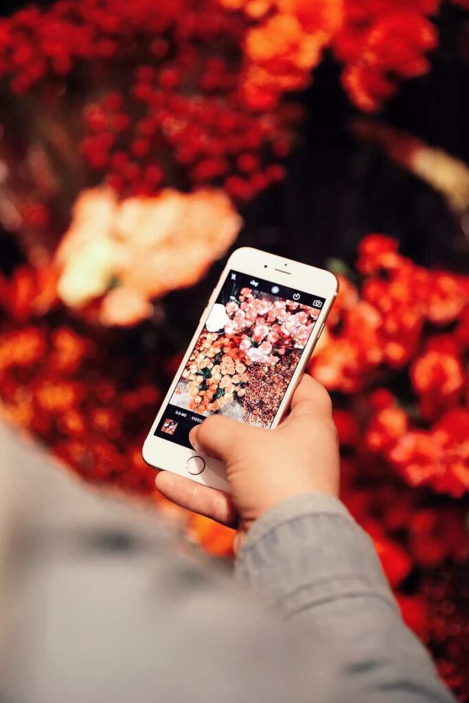 Person photographing vibrant red flowers with an iPhone.